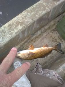 Redfish caught in Florida