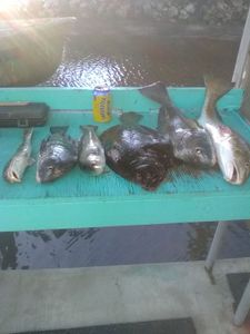 Six black drum fish caught while fishing in Florida