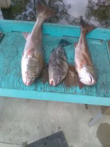 Three black drum fish caught in Florida