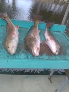 Three Southern Kingcroaker fish caught in FL