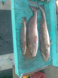 Three fish caught in FL