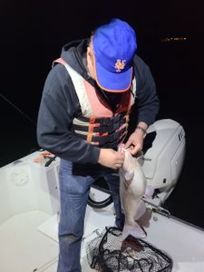 A single blue catfish caught in Accord