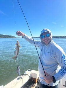 Hardhead Sea Catfish caught while fishing in Accord