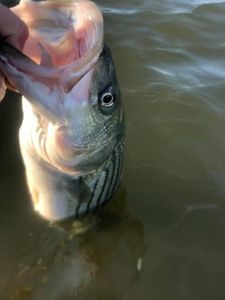 Fish-Species