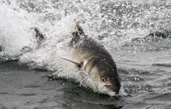 Fish-Species