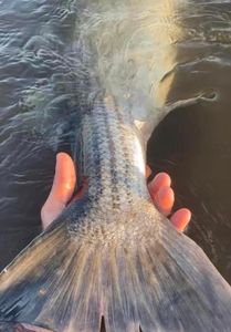Fish-Species