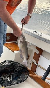 Fish-Species