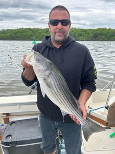 Fish-Species