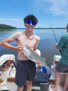 Striped bass caught in Accord