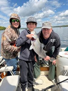 Striped bass catch on fishing boat in Accord NY waters