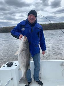 Angler holding large striped bass on fishing boat in Accord NY