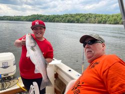Striped bass fishing in Accord