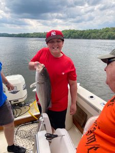 Striped bass fish caught by angler in NY
