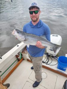 Striped bass caught fishing in NY