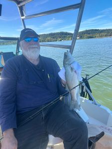 Striped bass caught while fishing in NY