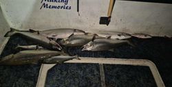 3 Chinook Salmon caught fishing in WI