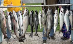 Seven Chinook Salmon caught while fishing in WI