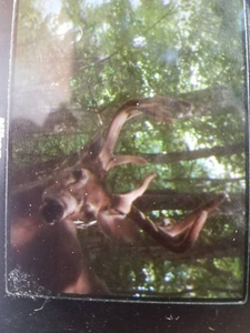 Best hunting trip in VA