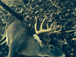 Successful hunting expedition in Greenville