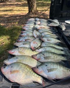 6 white crappie fish caught in MS