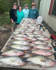 7 white crappie fish caught in MS