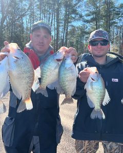 Four white crappie fish caught in Oakland