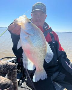 One angler with a big fish in Oakland