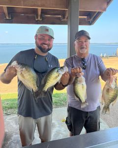 Four white crappie fish caught in Oakland, California