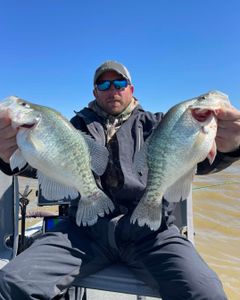 Two white crappie fish caught in MS