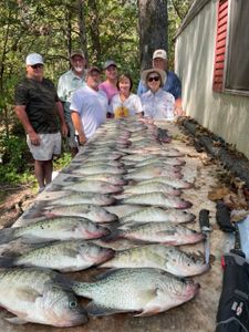 7 white crappie fish caught by 7 people in Oakland