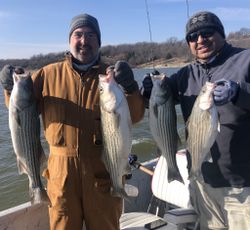 4 impressive striped bass caught by fishing enthusiasts in OK
