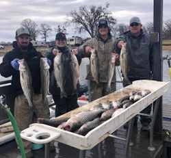6 striped bass caught while fishing in OK