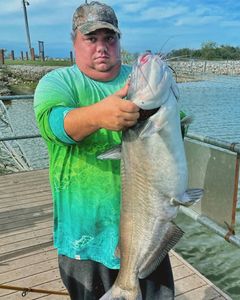 Photograph of a large blue catfish caught in Kingston