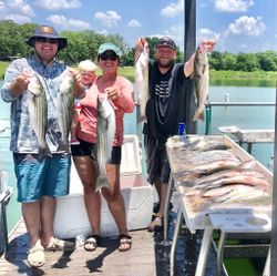 Four striped bass caught during fishing in Kingston