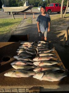 Five striped bass caught during fishing trip in Kingston