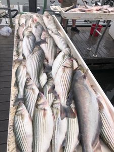 5 blue catfish and striped bass caught while fishing in Kingston