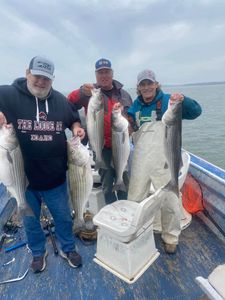 5 striped bass caught in a fishing adventure at Kingston