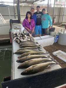 Striped Bass, 57 inches, fishing and hunting in OK