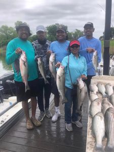 7 striped bass caught while fishing in OK