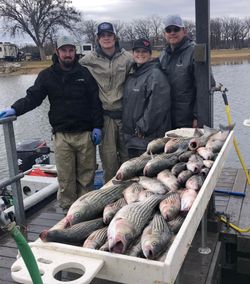 Two striped bass caught in Kingston