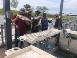 Striped bass caught in Kingston