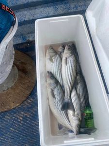 Two striped bass caught while fishing in Kingston