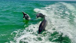 Two dolphins swimming and splashing in green ocean waters near Placida FL during marine wildlife tour