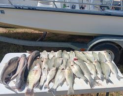 6 striped bass, white bass, and wiper (hybrid striped bass) fish caught in Graford