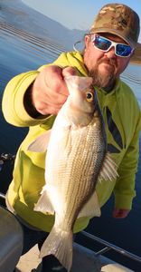 Wiper (hybrid striped bass) fish in Graford