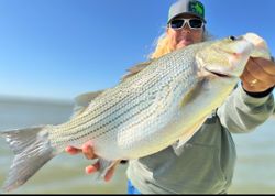 Angler posing with a large white bass caught in Graford
