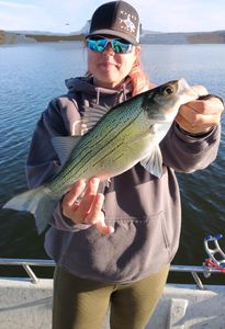 Wiper (hybrid striped bass) fish caught during fishing tour in Graford