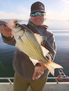 Wiper (hybrid striped bass) caught while fishing in Graford