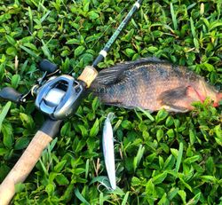 One fishing rod in Southwest Ranches