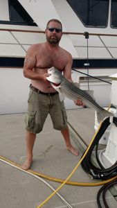 Striped bass caught while fishing in MA